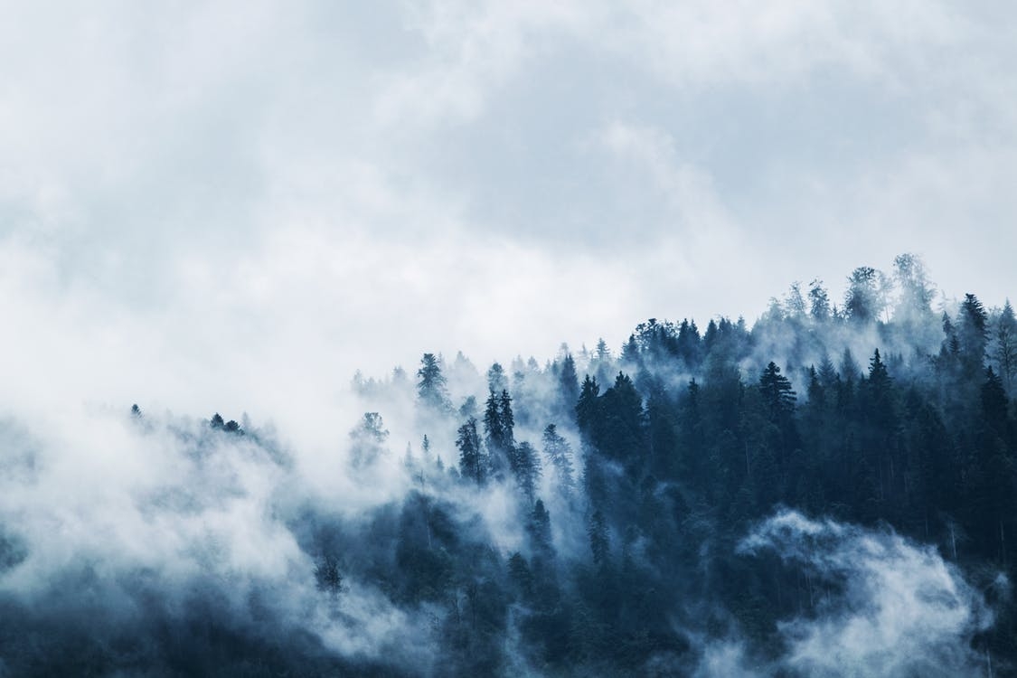 https://www.pexels.com/photo/green-pine-trees-covered-with-fogs-under-white-sky-during-daytime-167699/