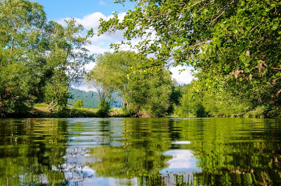panoramic-photo-of-bushes-near-pond