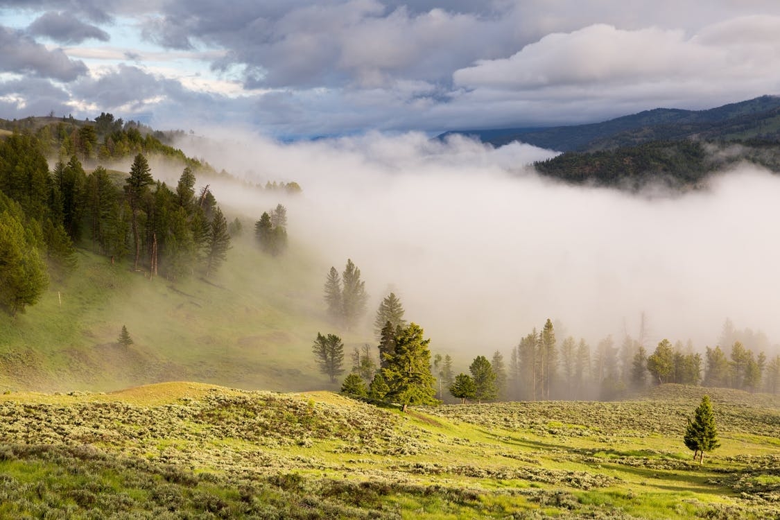 https://www.pexels.com/photo/foggy-green-landscape-with-pine-forest-at-daytime-160661/