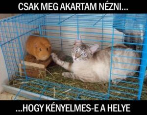Csak