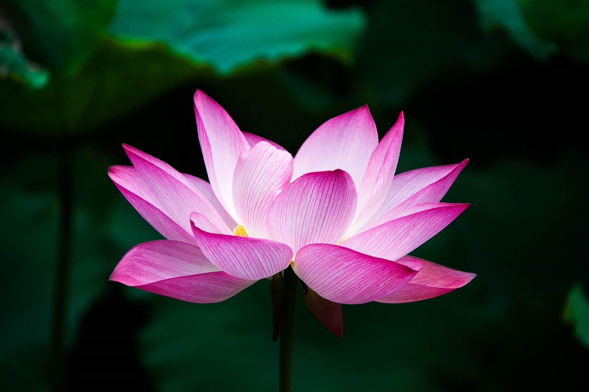 https://pixabay.com/hu/lotus-vir%C3%A1g-ny%C3%A1r-zen-t%C3%B3-term%C3%A9szet-978659/