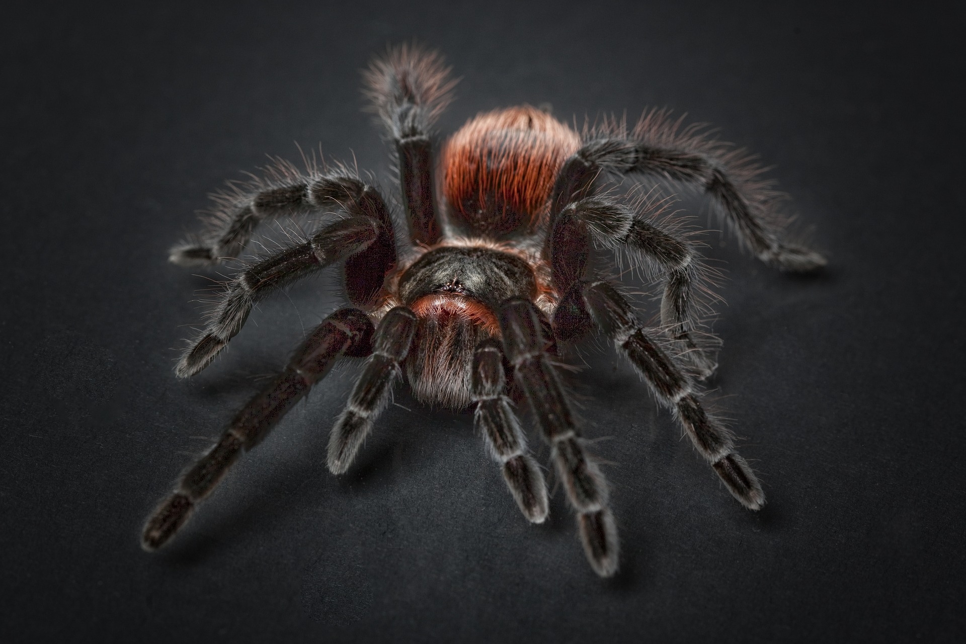 https://pixabay.com/hu/p%C3%B3k-tarantellap%C3%B3k-arachnophobia-1772769/