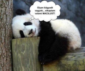 Macilus