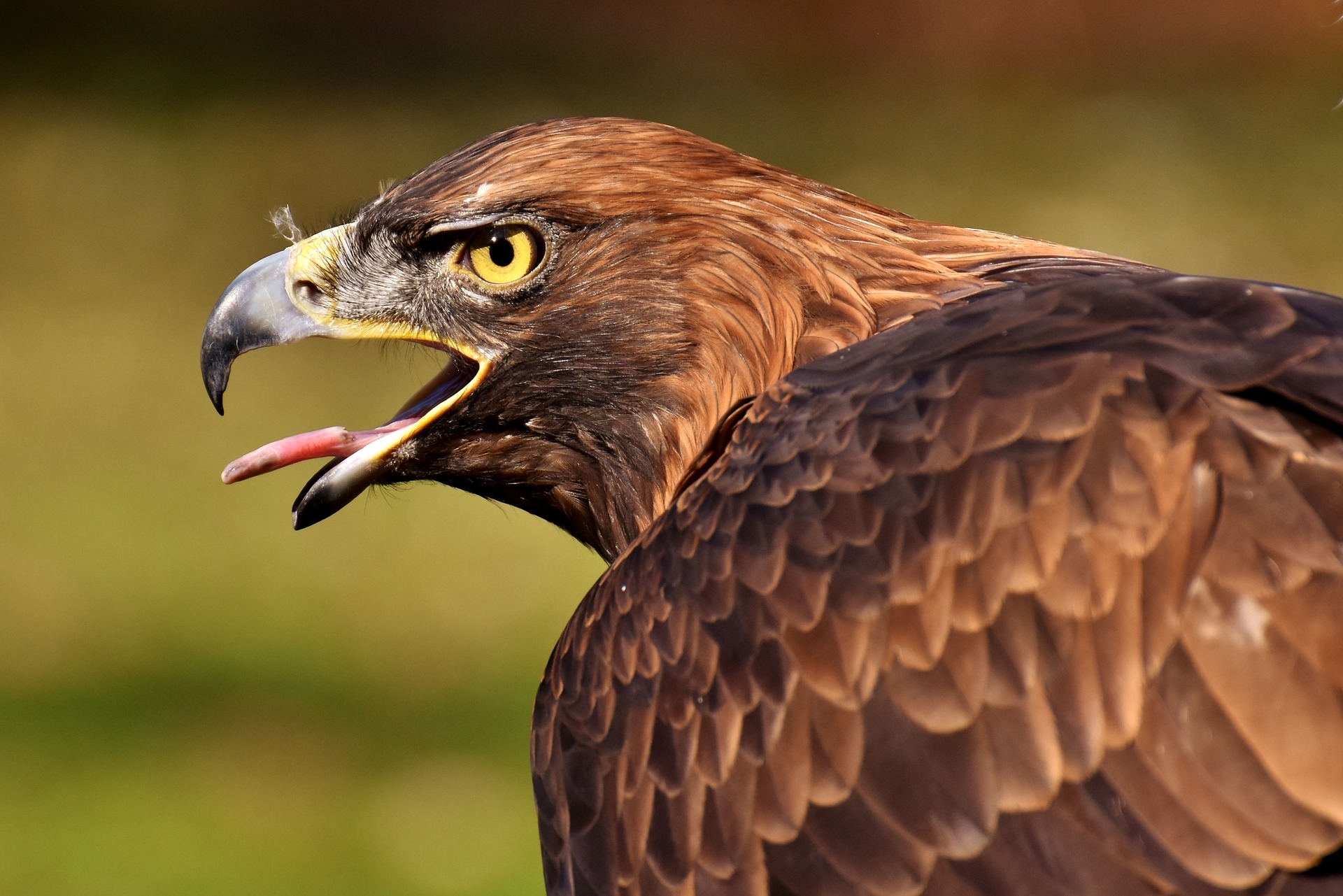 https://pixabay.com/hu/adler-raptor-ragadoz%C3%B3-mad%C3%A1r-%C3%A1llati-2872995/