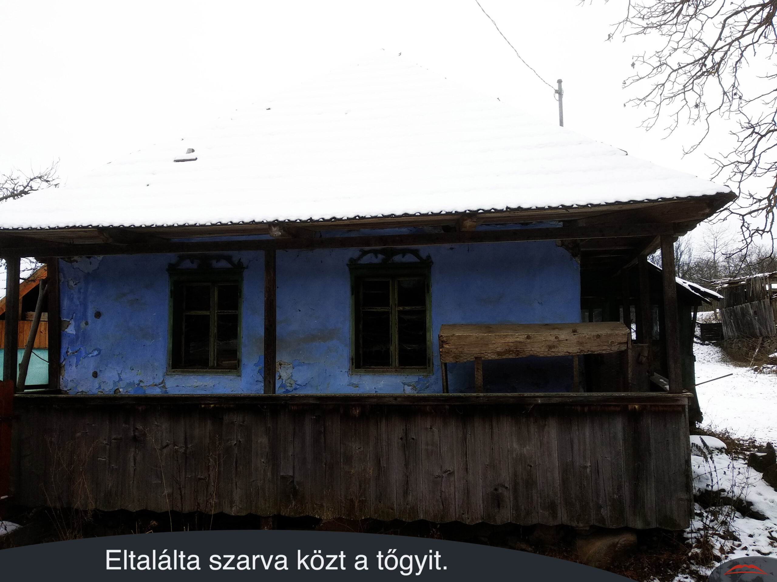 Eltalálta szarva közt a tőgyit.