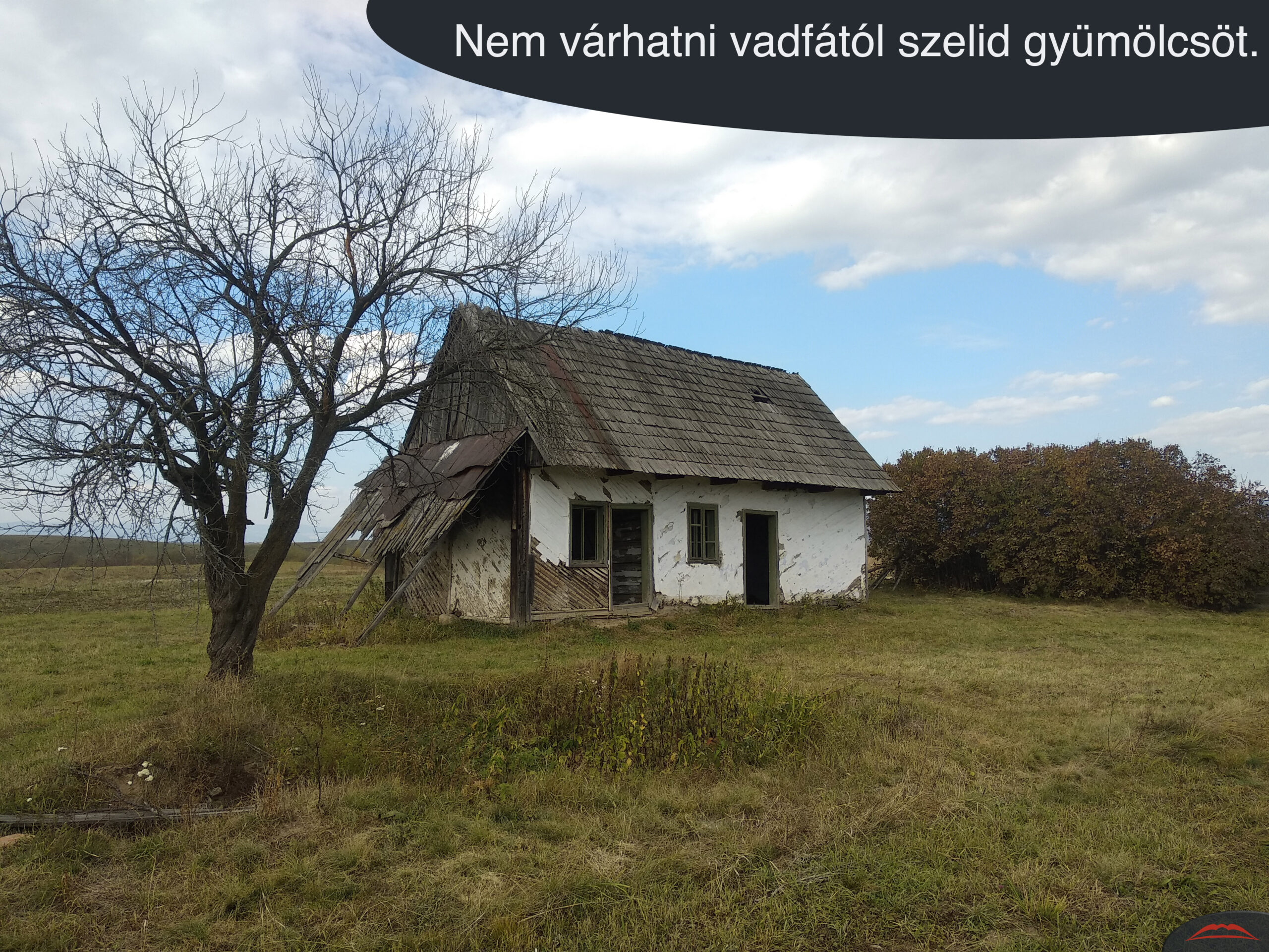 Nem várhatni vadfától szelid gyümölcsöt.