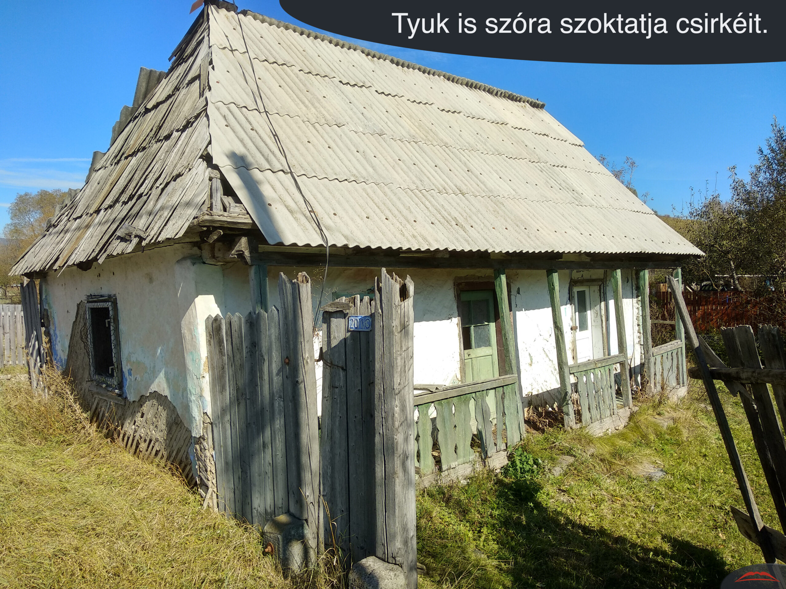 Tyuk is szóra szoktatja csirkéit.