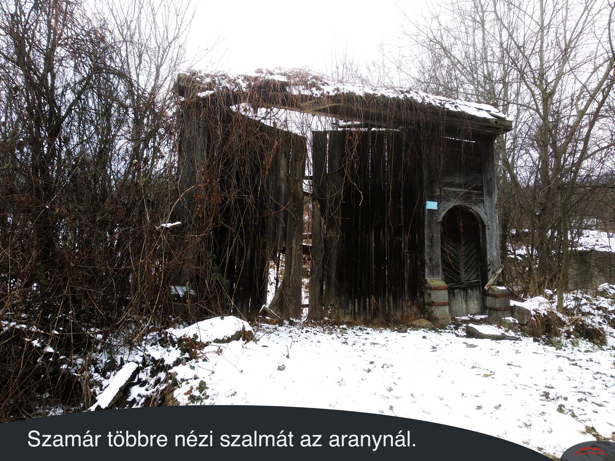 Szamár többre nézi szalmát az aranynál.