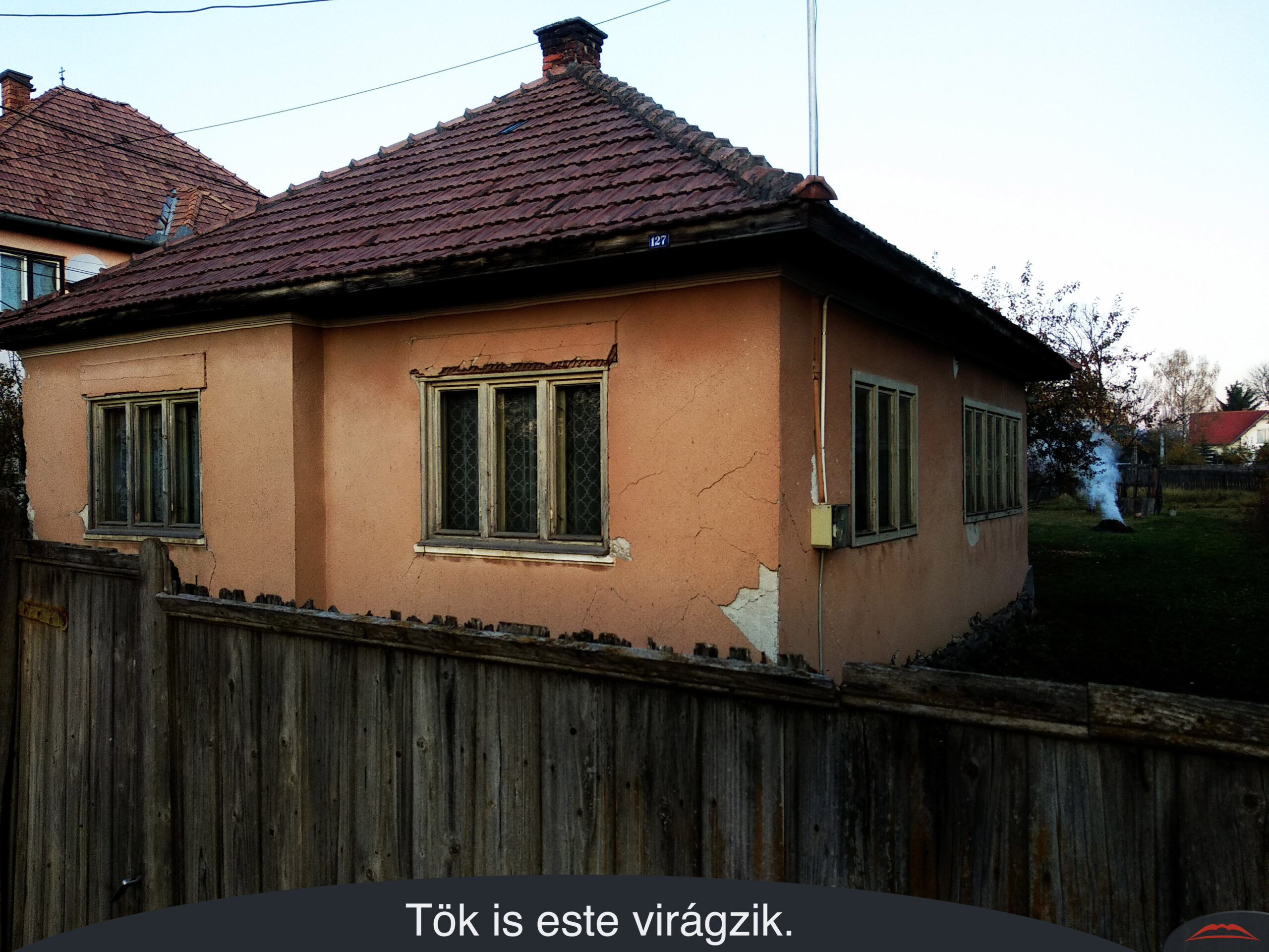 Tök is este virágzik.