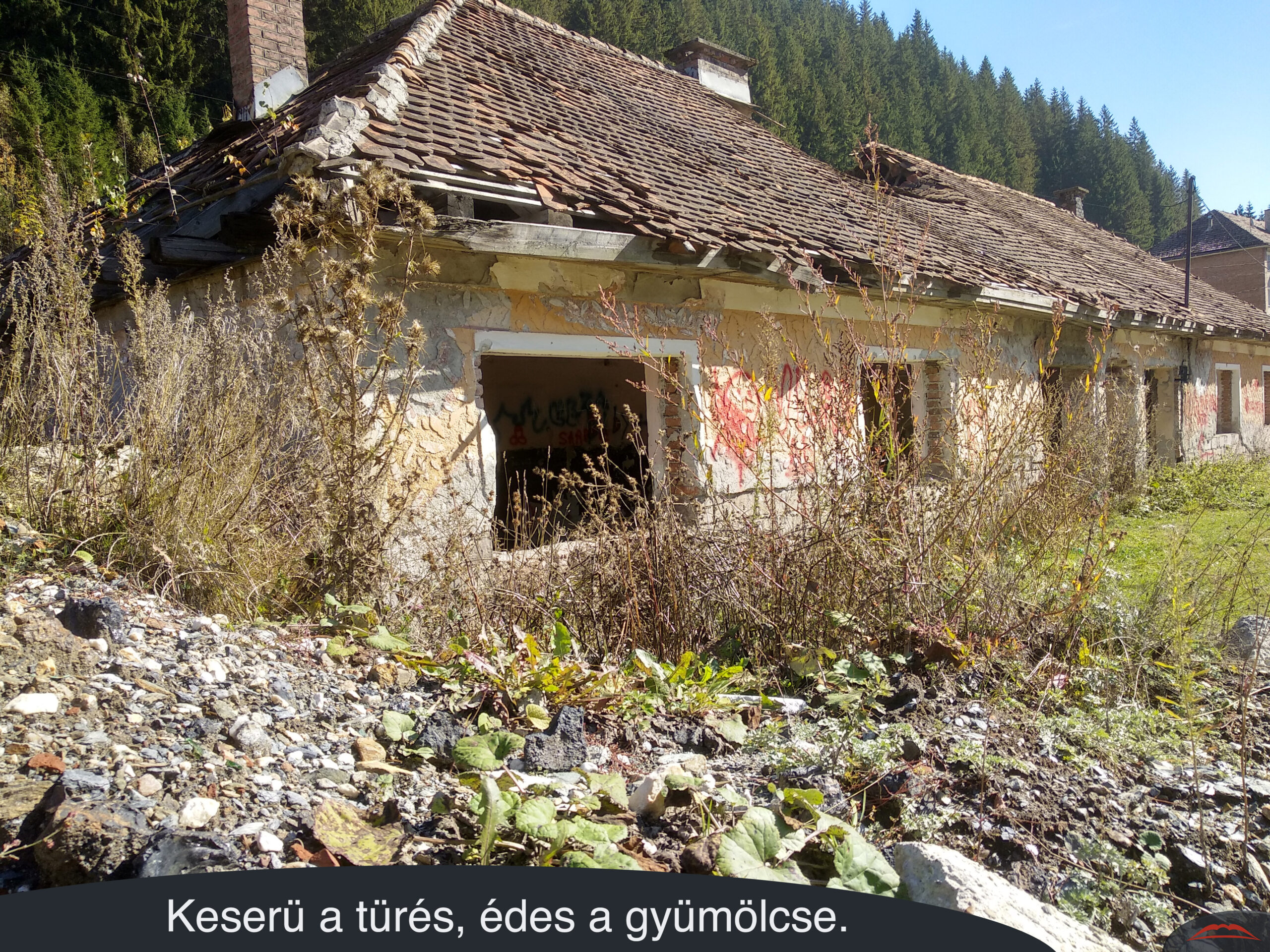 Keserü a türés, édes a gyümölcse.