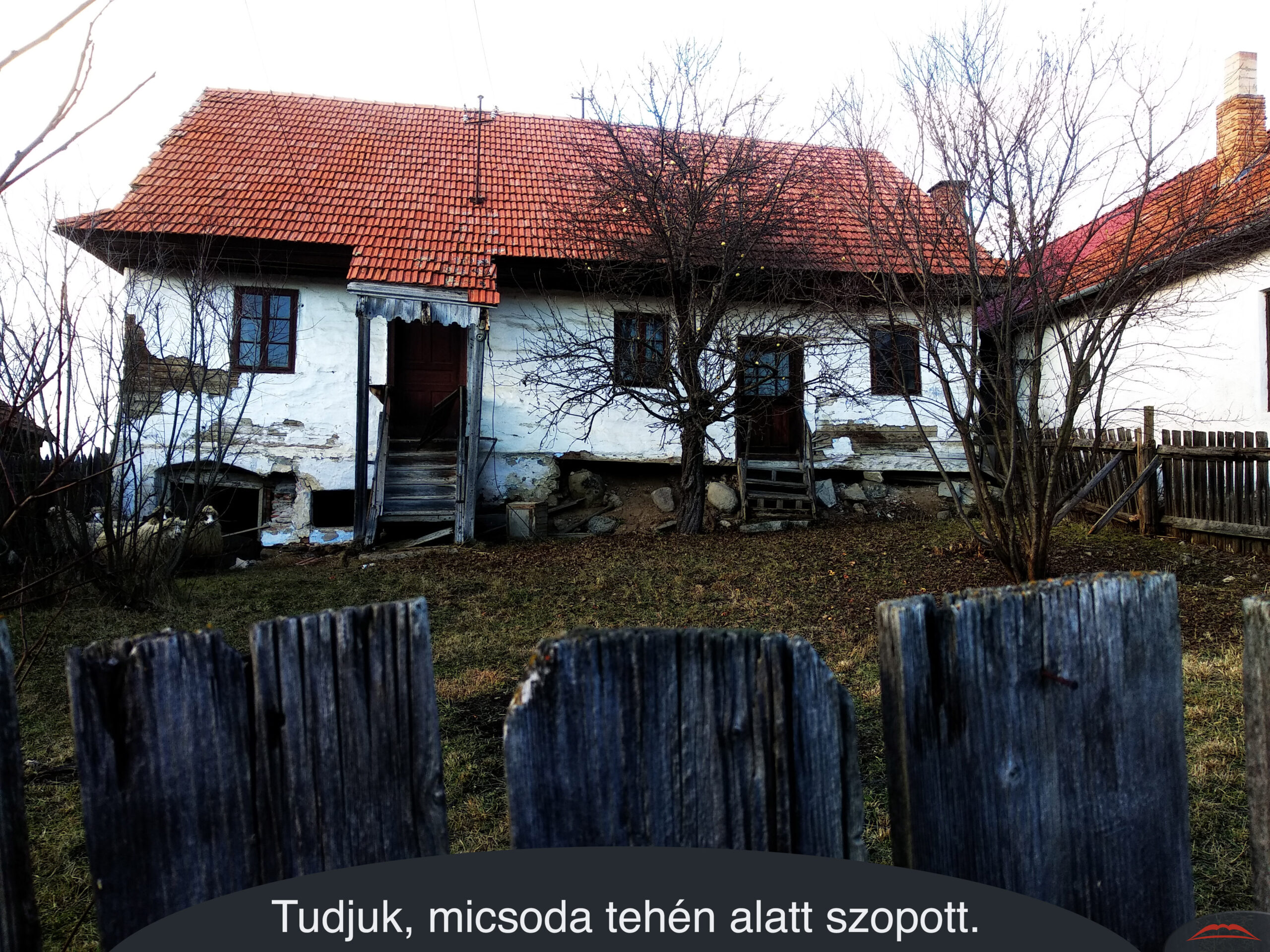 Tudjuk, micsoda tehén alatt szopott.