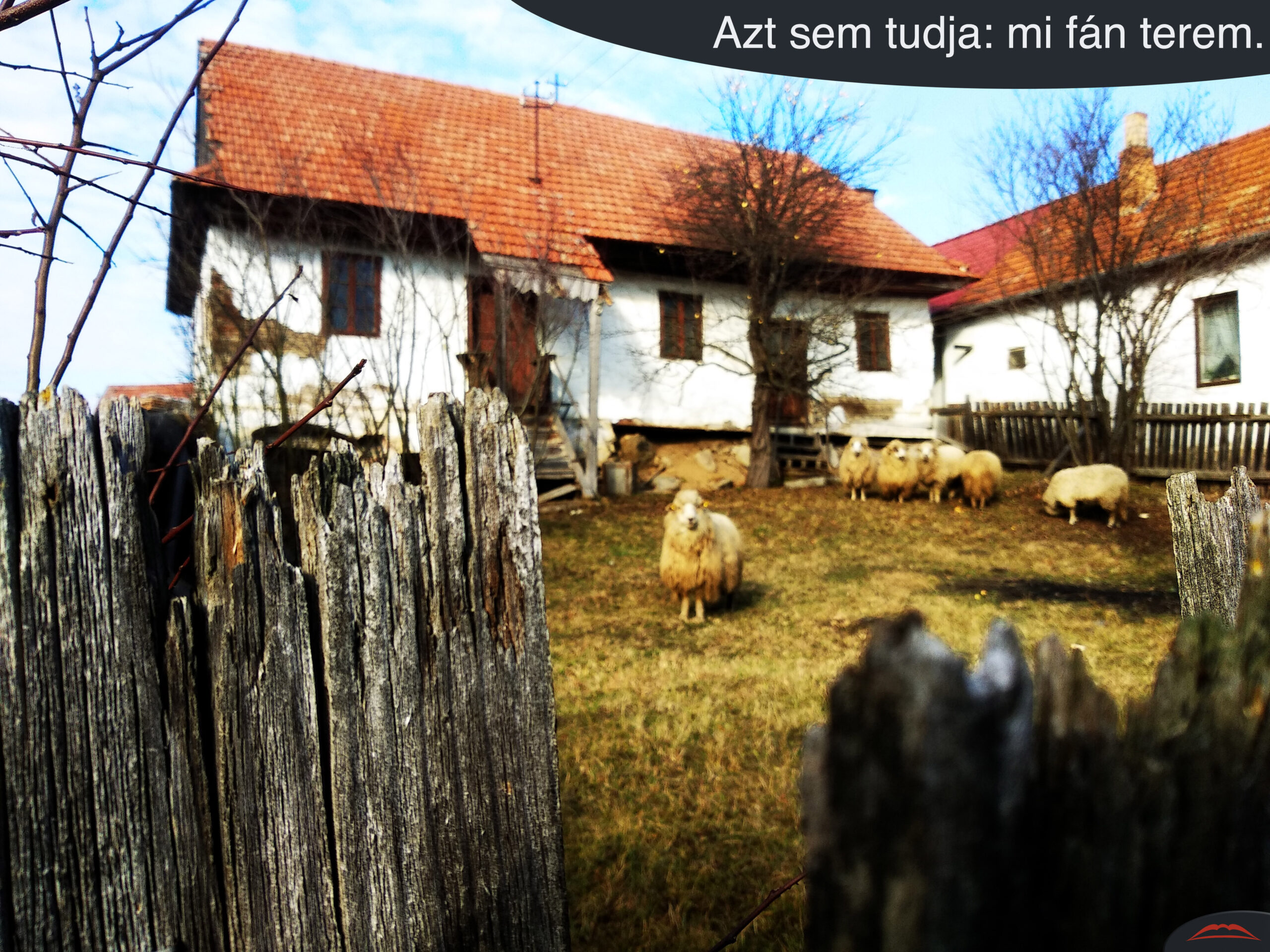 Azt sem tudja mi fán terem.