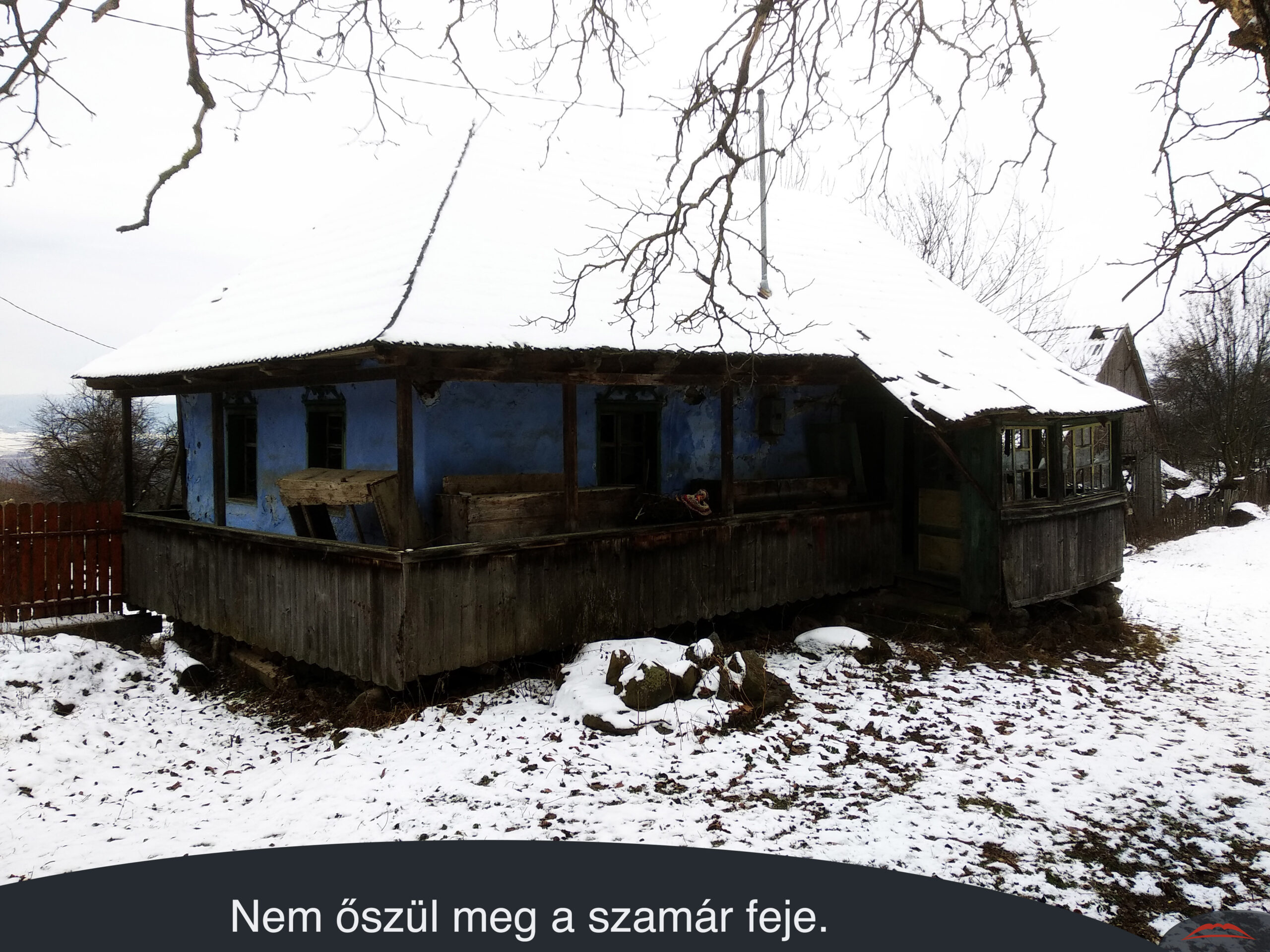 Nem őszül meg a szamár feje.