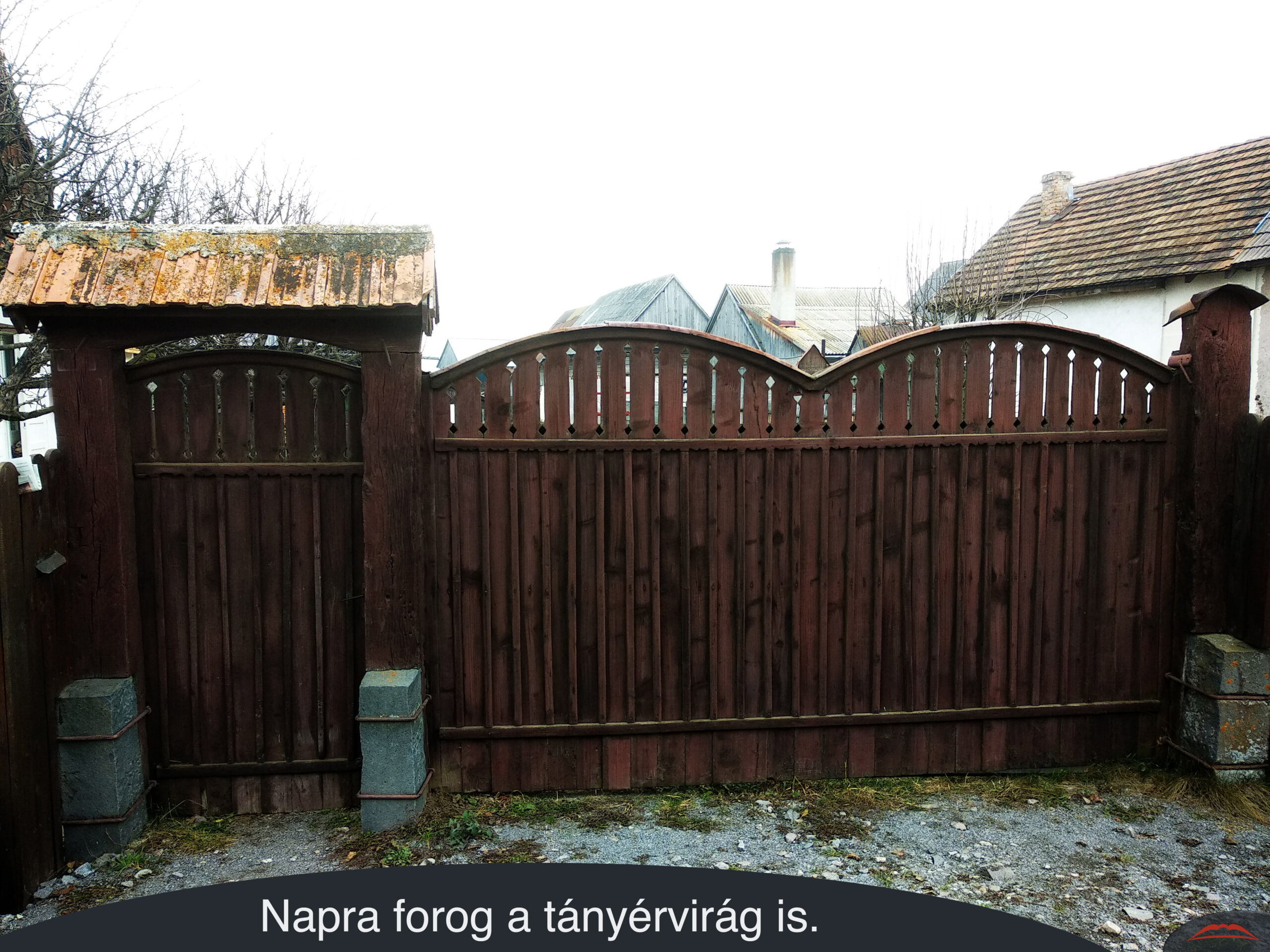 Napra forog a tányérvirág is.