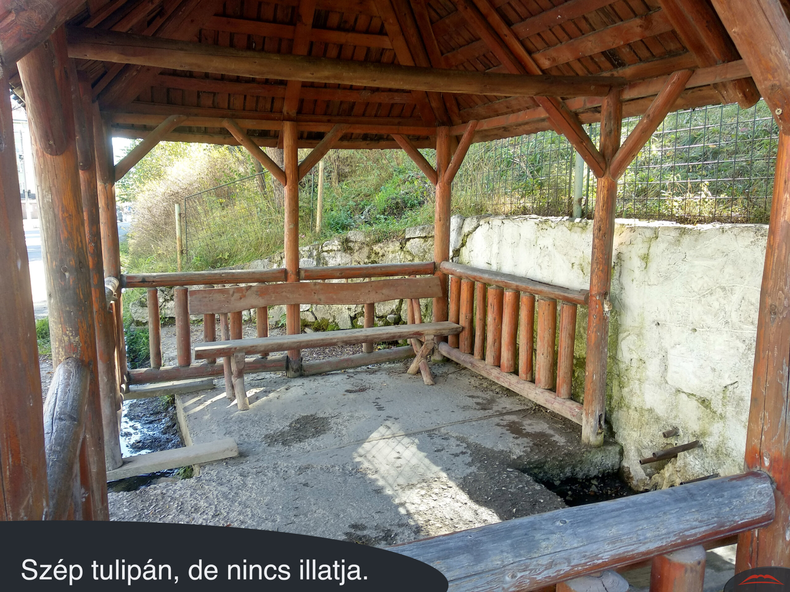 Szép tulipán, de nincs illatja.