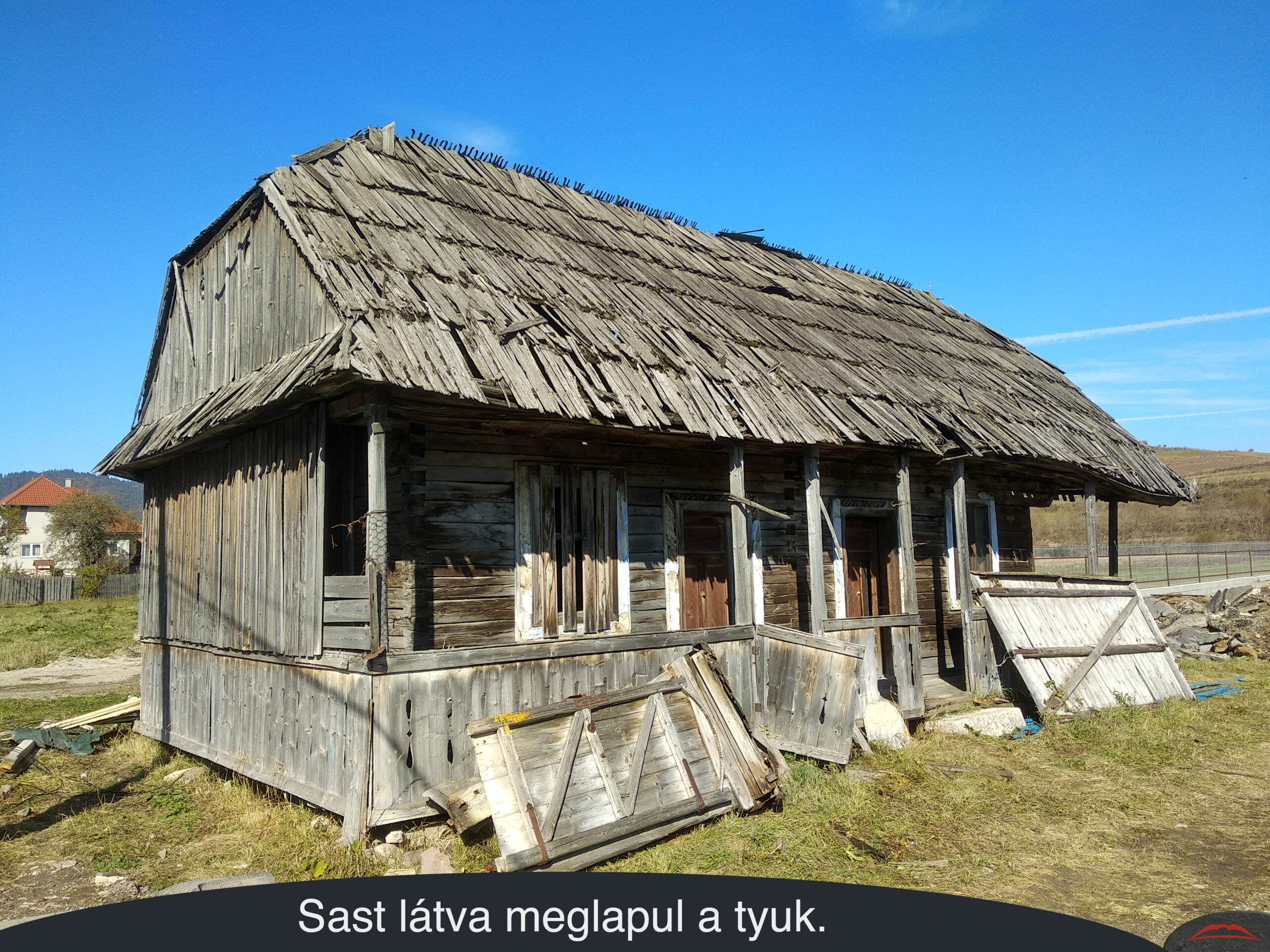 Sast látva meglapul a tyuk.