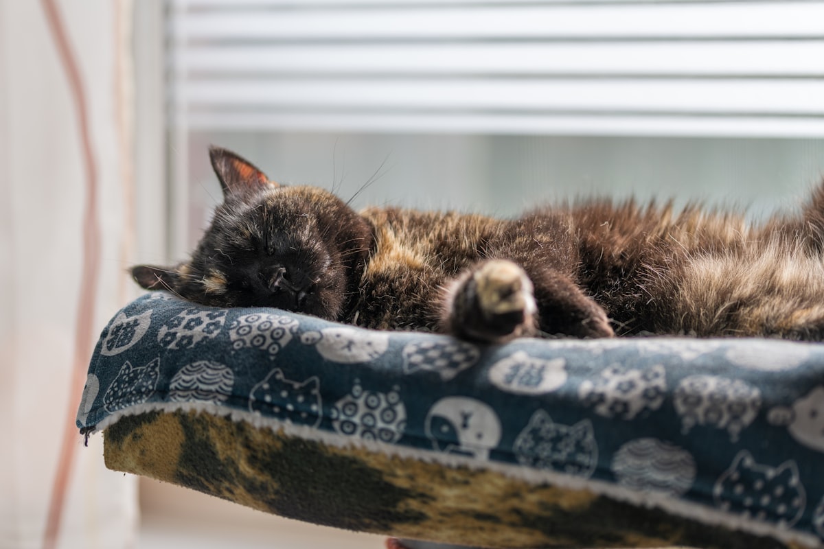 Miért alszik a macskád a te ágyadon?