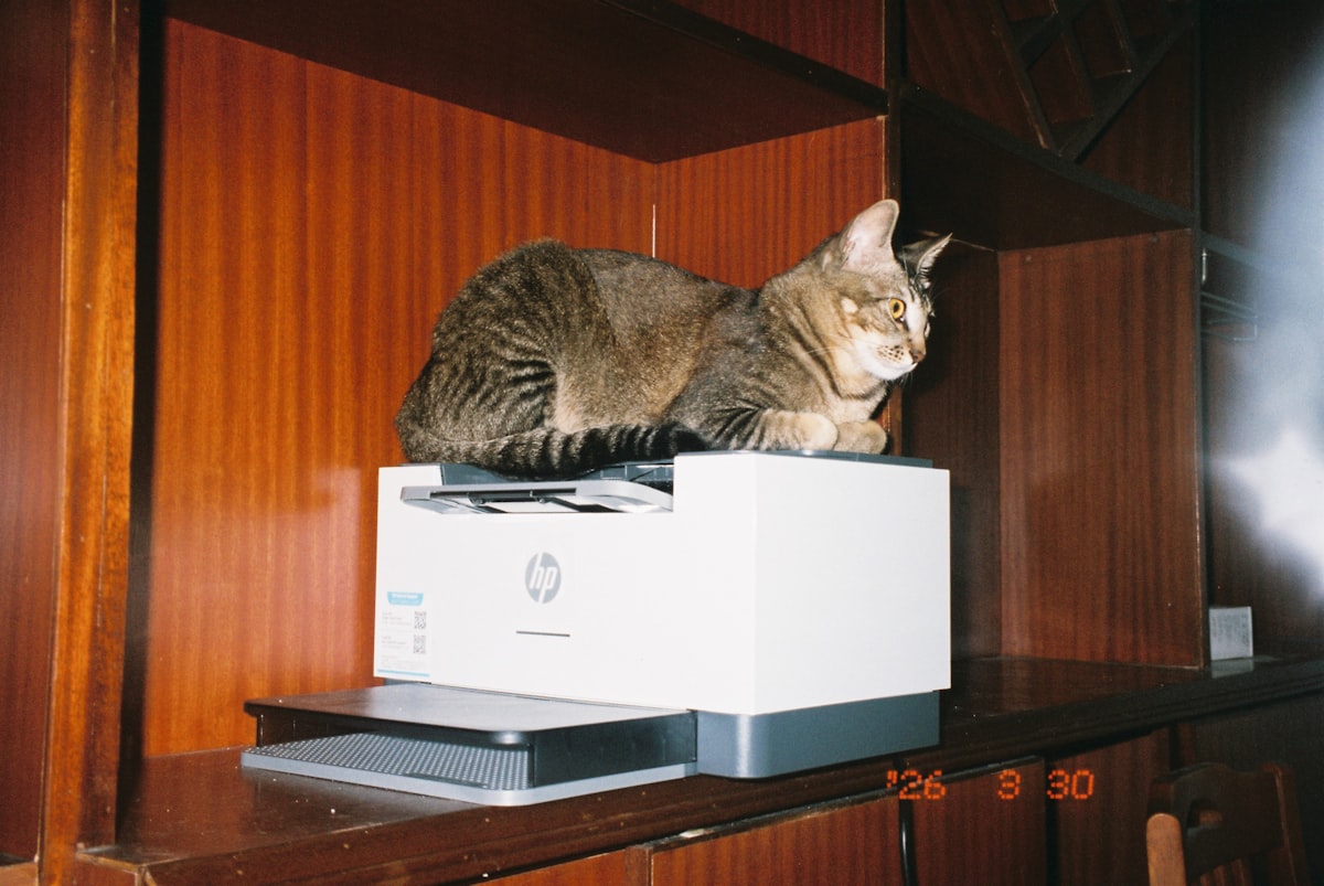 Miért alszik a macskád a legszokatlanabb helyeken?