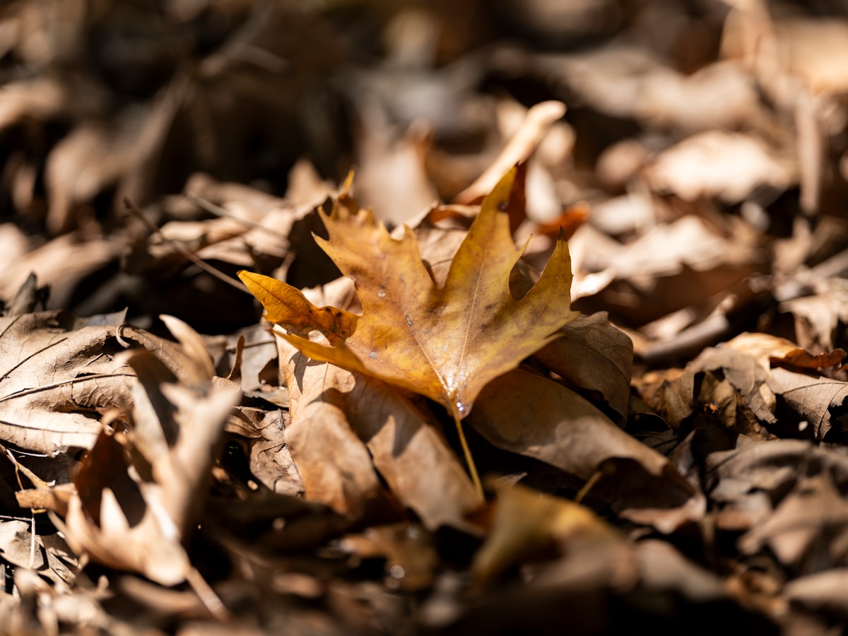 Miért száraz az ősz? A meteorológus magyarázza