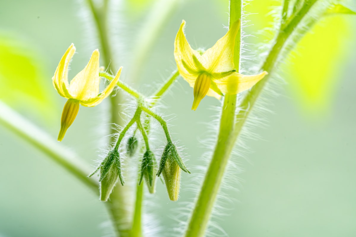 A paradicsom titka: miért függ le minden?